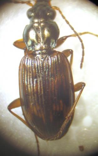 Bembidion dentellum