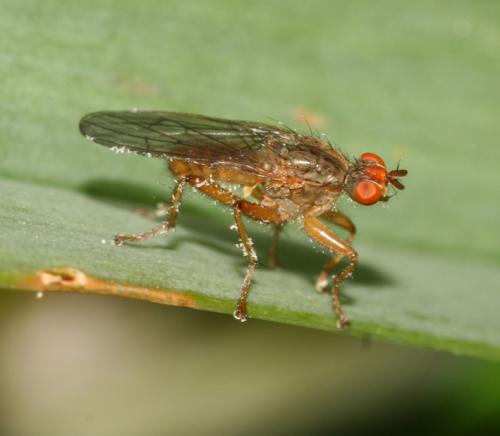 Scathophaga sp.