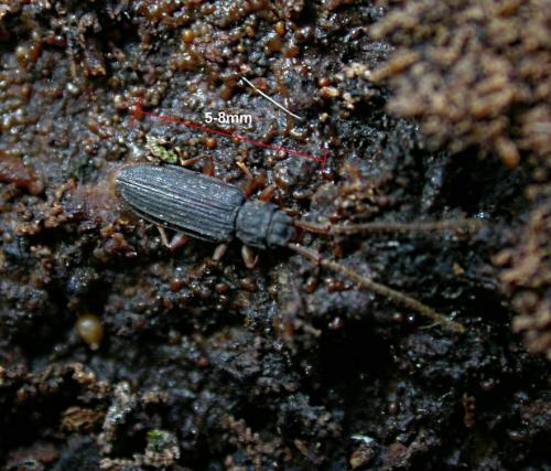 Réf. 17 423 : Uleiota planatus