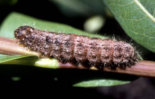 Rhegmatophila alpina