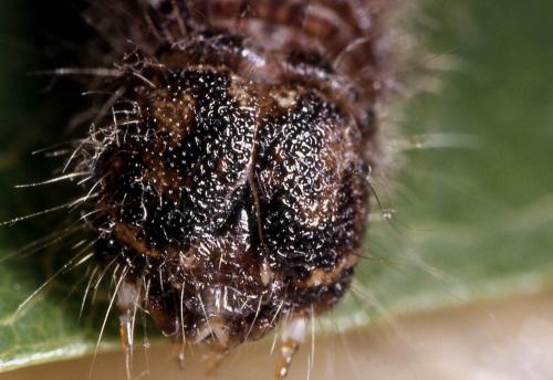 Rhegmatophila alpina