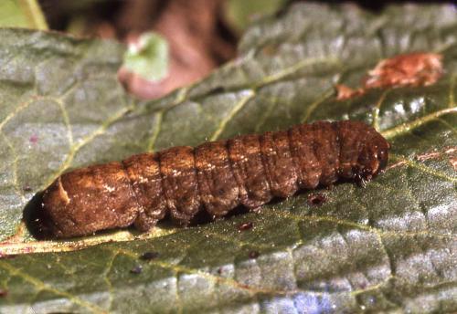 Diarsia brunnea