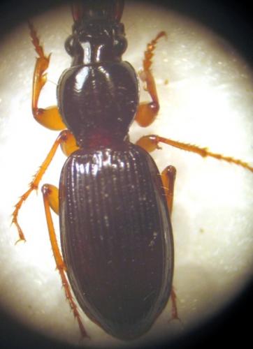 Stomis pumicatus