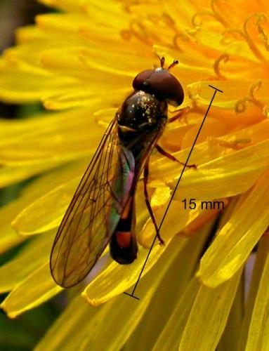 Melanostoma sp.