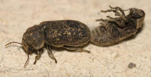 Réf. 17 123 : Xestobium rufovillosum