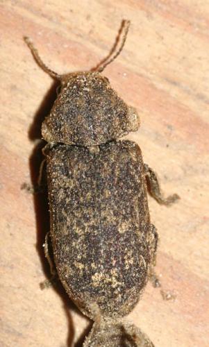 Réf. 17 124 : Xestobium rufovillosum