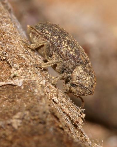 Réf. 17 125 : Xestobium rufovillosum
