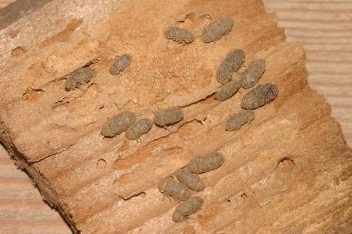 Réf. 17 126 : Xestobium rufovillosum