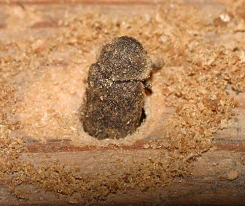 Réf. 17 127 : Xestobium rufovillosum