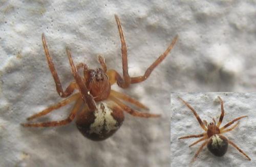 Réf. 17 938 : Araneus sp.