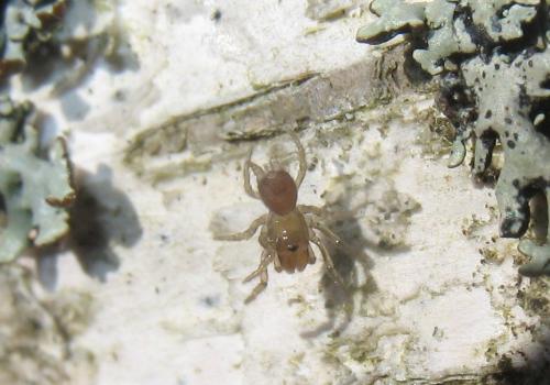 Atypus sp.