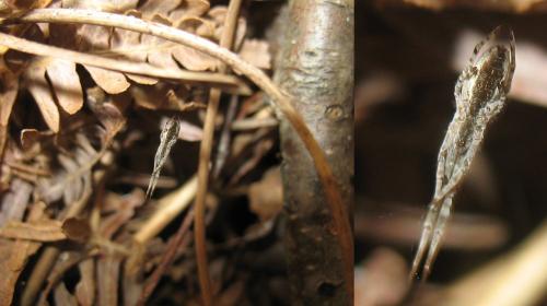 Uloborus walckenaerius