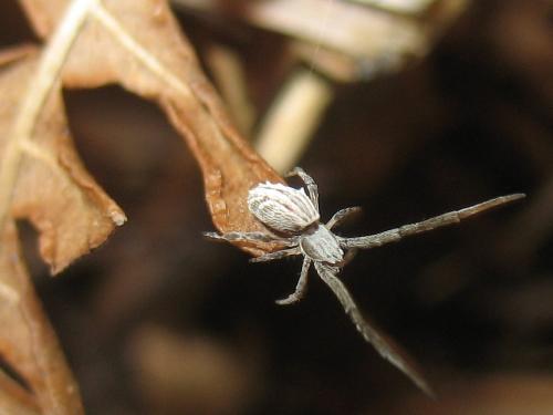 Uloborus walckenaerius
