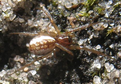 Réf. 17 311 : Neriene peltata
