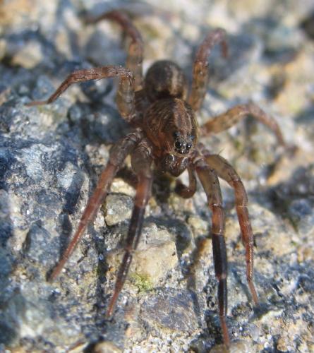 Réf. 17 008 : Trochosa sp.