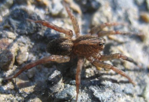 Réf. 17 009 : Trochosa sp.