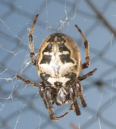 Larinioides cornutus