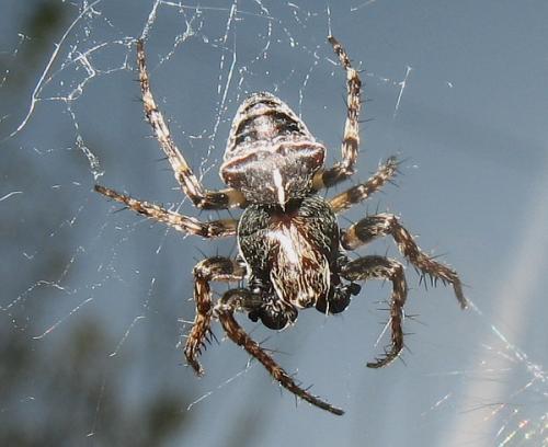 Réf. 17 717 : Gibbaranea bituberculata