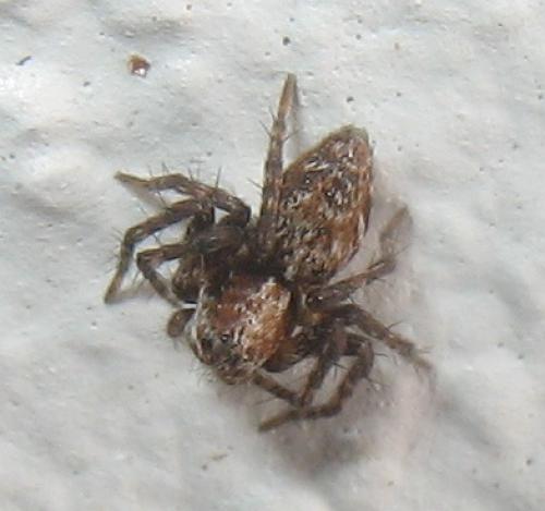 Oxyopes sp.