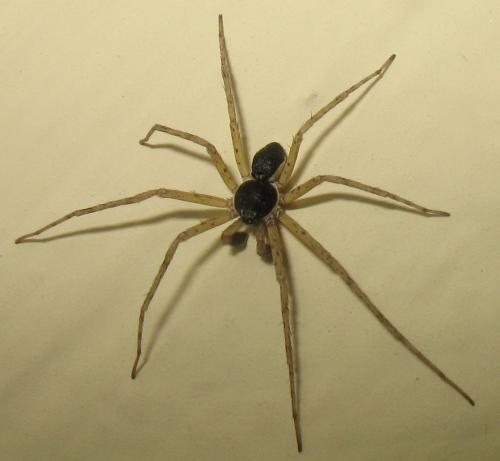 Réf. 17 892 : Philodromus dispar