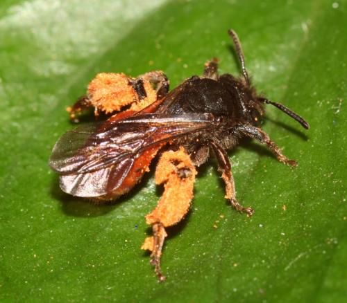 Andrena sp.