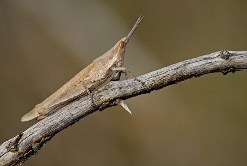 Pyrgomorpha conica conica