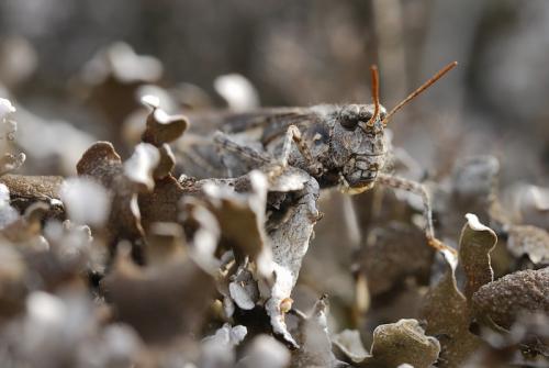 Réf. 17 538 : Acrotylus insubricus insubricus
