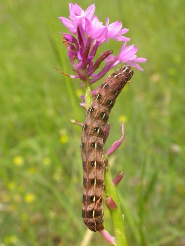 Cerastis rubricosa