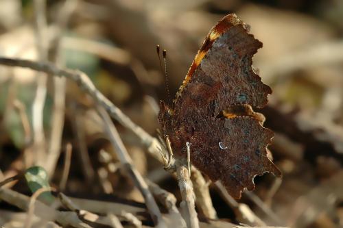 Polygonia c-album