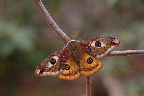 Saturnia pavoniella