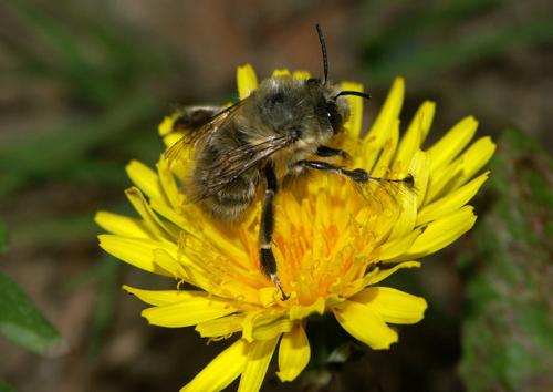 Anthophora plumipes