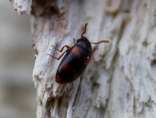 Alphitophagus bifasciatus