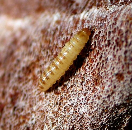 Réf. 17 903 : Abdera flexuosa