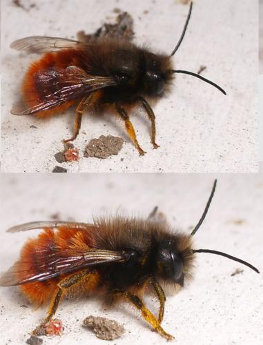 Osmia cornuta