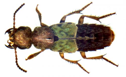 Abemus chloropterus