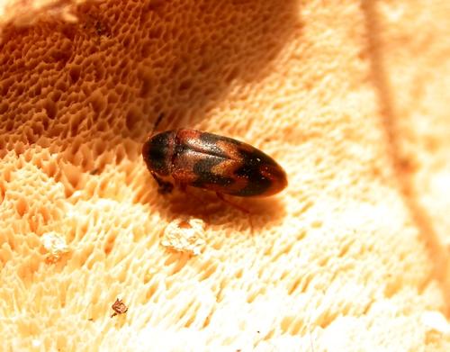 Réf. 17 771 : Abdera flexuosa