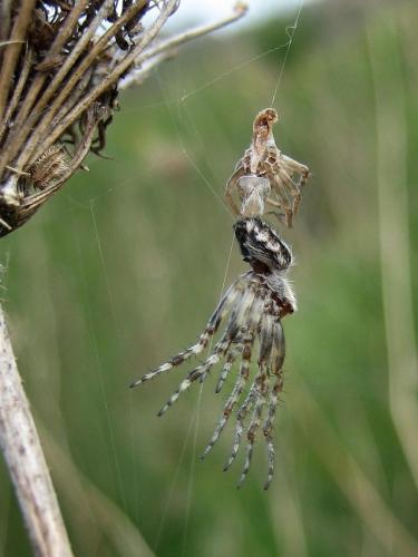 Agalenatea redii
