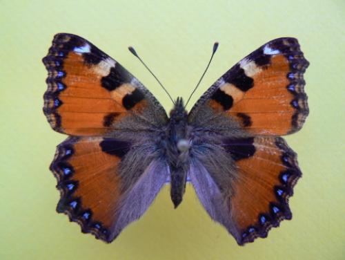 Aglais ichnusa
