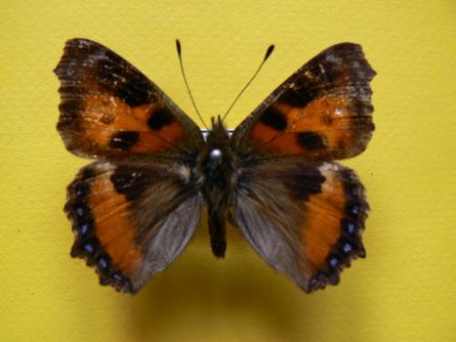 Aglais urticae