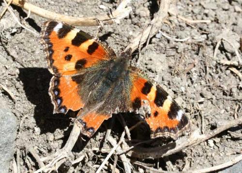 Aglais urticae