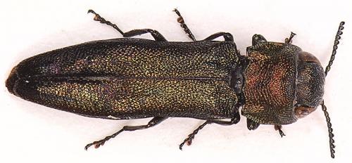 Réf. 17 247 : Agrilus pratensis