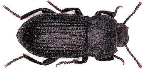 Allophylax picipes