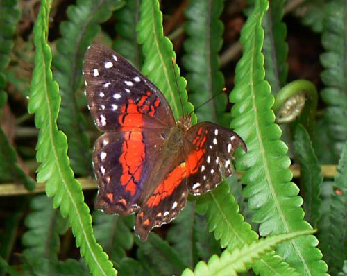 Anartia amathea