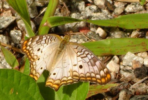 Anartia jatrophae