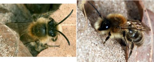 Andrena sp.