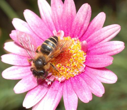 Andrena flavipes