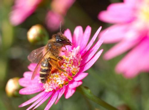 Réf. 17 450 : Andrena flavipes
