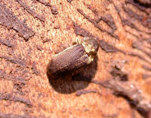 Réf. 17 614 : Hadrobregmus denticollis