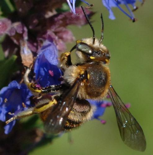 Réf. 17 968 : Anthidium sp.