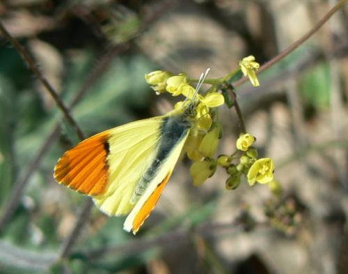 Réf. 17 142 : Anthocharis euphenoides